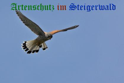 Copyright AiS / Ulrich Rösch Bild zum Eintrag (29330-160)