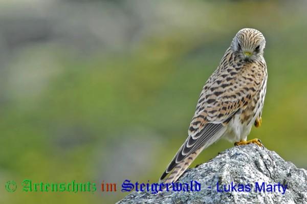 Copyright AiS / 2009 Lukas Marty Naturpixel Bild zum Eintrag (29363-160)