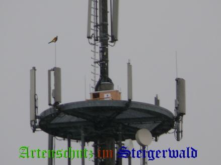 Copyright AiS / Weidner B. Bild zum Eintrag (29404-160)