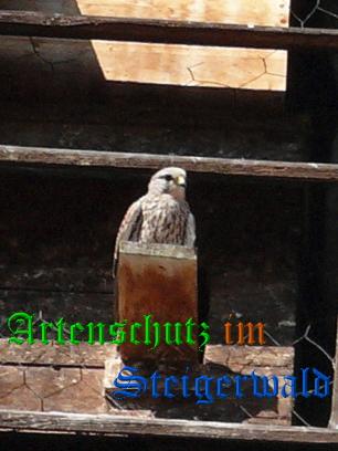 Copyright AiS / Weidner Bild zum Eintrag (29452-160)