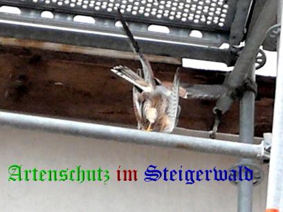 Copyright AiS / Rauh Bild zum Eintrag (29456-160)