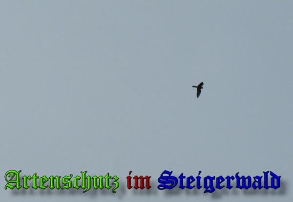 Copyright AiS / 2009 Köhler Bild zum Eintrag (29557-160)