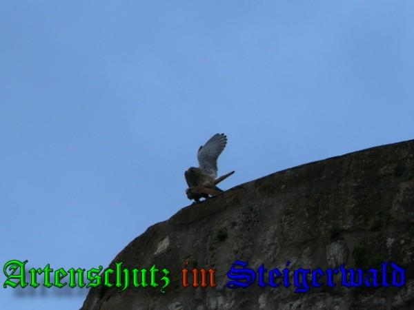 Copyright AiS / 2009 Norbert Freiland Bild zum Eintrag (29585-160)