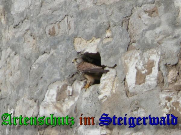 Bild zum Eintrag (29589-160)