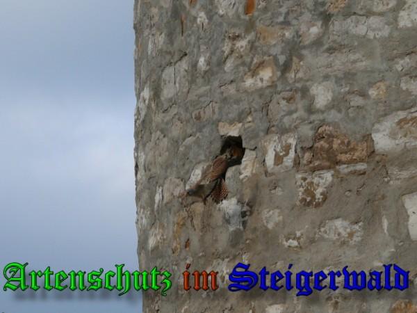 Bild zum Eintrag (29590-160)