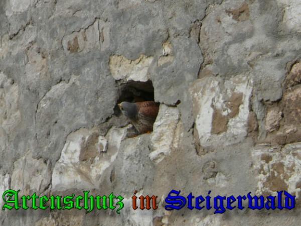 Bild zum Eintrag (29592-160)