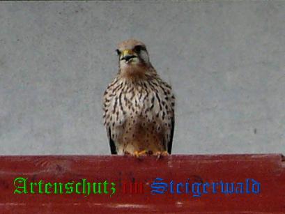 Copyright AiS / 2007 FHG Bild zum Eintrag (29616-160)