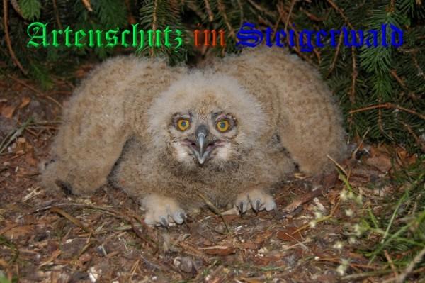 Copyright AiS / 2009 Dr. Georg Sperber Bild zum Eintrag (29720-160)