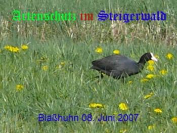 Copyright AiS / Weidner Bild zum Eintrag (29749-160)