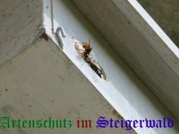 Copyright AiS / Ralf Kraus Bild zum Eintrag (29754-160)