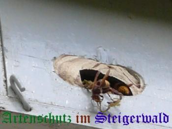 Copyright AiS / Ralf Kraus Bild zum Eintrag (29755-160)