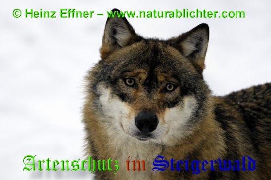 Copyright AiS / 2009 - Heinz Effner - www.naturablichter.com Bild zum Eintrag (30445-160)