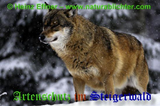 Copyright AiS / 2009 - Heinz Effner - www.naturablichter.com Bild zum Eintrag (30446-160)