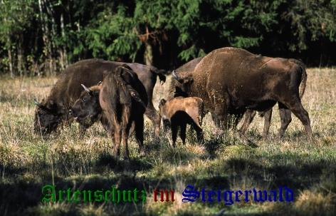 Copyright AiS / Margret Bunzel - Drüke Bild zum Eintrag (30453-160)