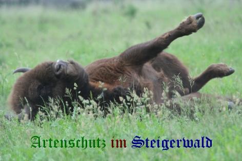 Copyright AiS / Uwe Lindner Bild zum Eintrag (30457-160)