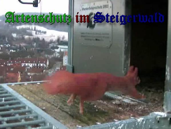 Copyright AiS / 2010 Wörner Bild zum Eintrag (30475-160)