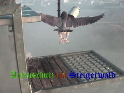Copyright AiS / 2008 Wörner Bild zum Eintrag (30494-160)