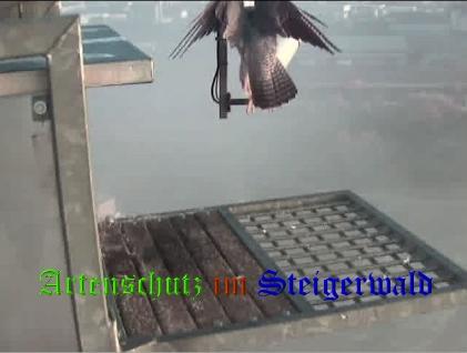 Copyright AiS / 2008 Wörner Bild zum Eintrag (30495-160)