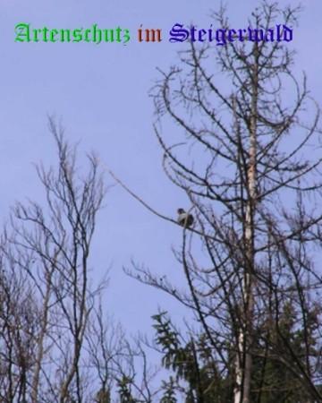 Copyright AiS / Kunze Bild zum Eintrag (30518-160)