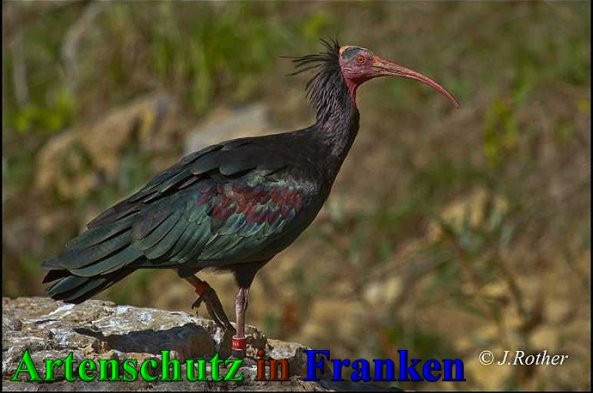 Copyright AiS-Johannes Rother Bild zum Eintrag (30599-160)