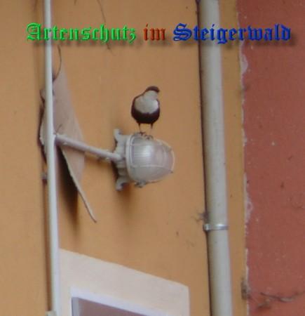 Copyright AiS / 2009 Weidner Bild zum Eintrag (30622-160)