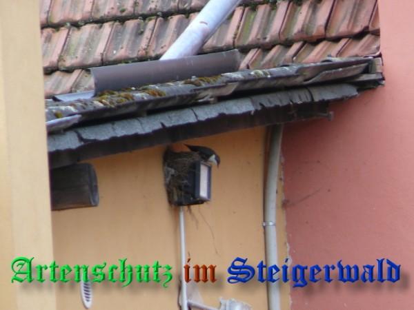 Copyright AiS / 2009 Weidner Bild zum Eintrag (30623-160)