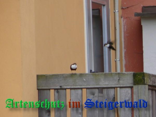 Copyright AiS / 2009 Weidner Bild zum Eintrag (30624-160)