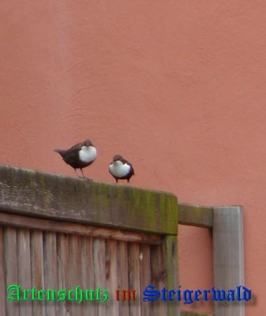 Copyright AiS / 2009 Weidner Bild zum Eintrag (30625-160)