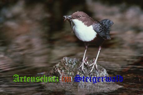 Copyright AiS / Hubert G. Schmid Bild zum Eintrag (30647-160)