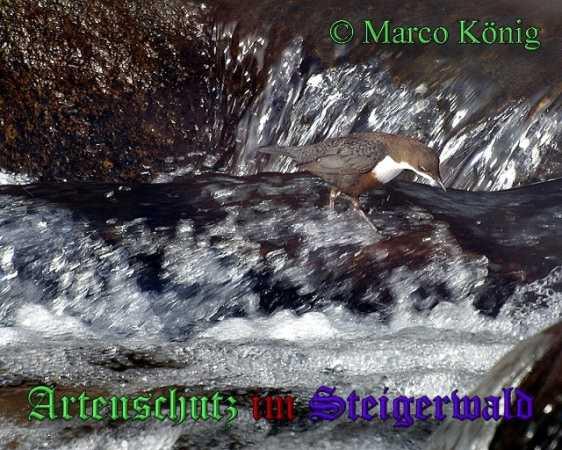 Copyright AiS- Marco König Bild zum Eintrag (30653-160)
