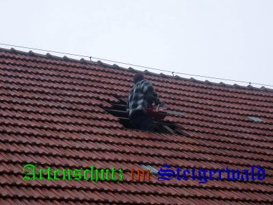 Copyright AiS / Güttler Bild zum Eintrag (31313-160)