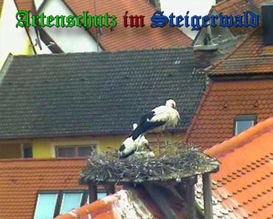 Copyright AiS / 2010 Findeis Bild zum Eintrag (31357-160)