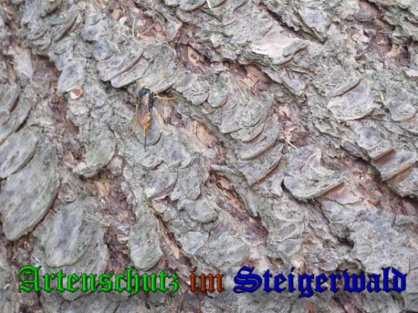 Copyright AiS / 2010 Bild zum Eintrag (31483-160)