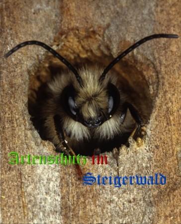 Copyright AiS / Wolfgang Willner Bild zum Eintrag (31555-160)