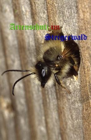 Copyright AiS / Wolfgang Willner Bild zum Eintrag (31558-160)