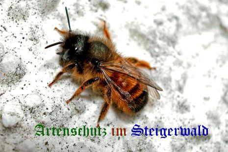 Copyright AiS / Ulrich Rösch Bild zum Eintrag (31574-160)
