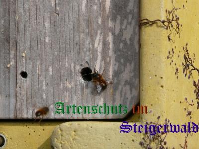 Copyright AiS / Weidner B. Bild zum Eintrag (31589-160)