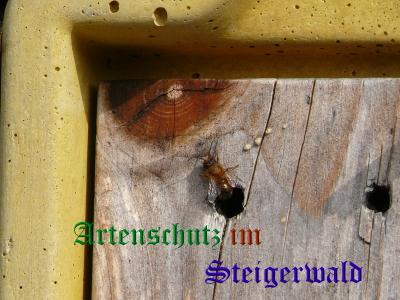 Copyright AiS / Weidner B. Bild zum Eintrag (31591-160)