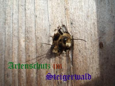 Copyright AiS / Weidner B. Bild zum Eintrag (31592-160)