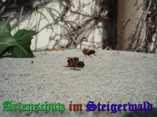 Copyright AiS / 2009 Köhler Bild zum Eintrag (31657-160)