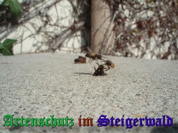 Copyright AiS / 2009 Köhler Bild zum Eintrag (31658-160)
