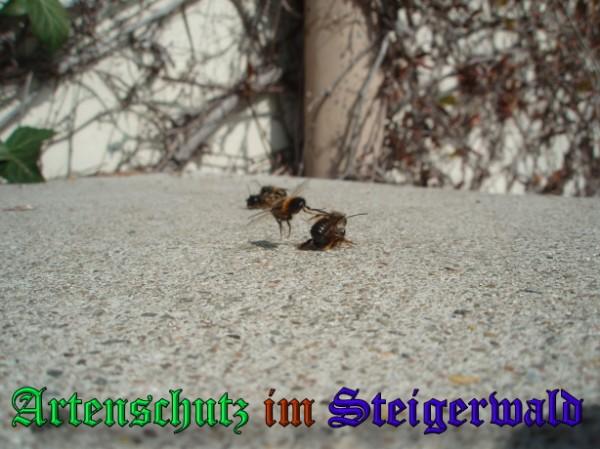 Copyright AiS / 2009 Köhler Bild zum Eintrag (31659-160)