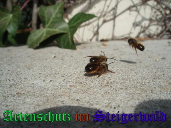 Copyright AiS / 2009 Köhler Bild zum Eintrag (31660-160)