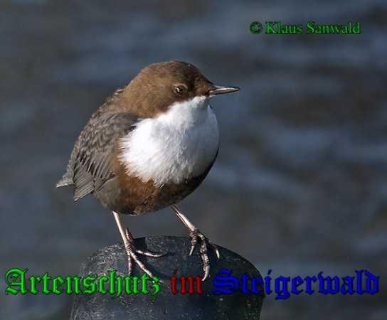 Copyright AiS - Klaus Sanwald Bild zum Eintrag (31869-160)
