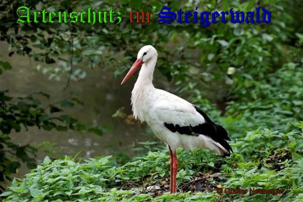 Copyright AiS- Günter Neuberger Bild zum Eintrag (32123-160)