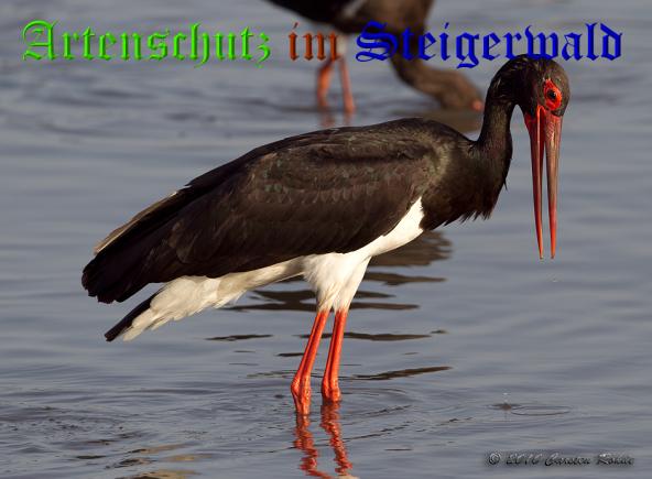 Copyright AiS - Carsten Rohde Bild zum Eintrag (32456-160)