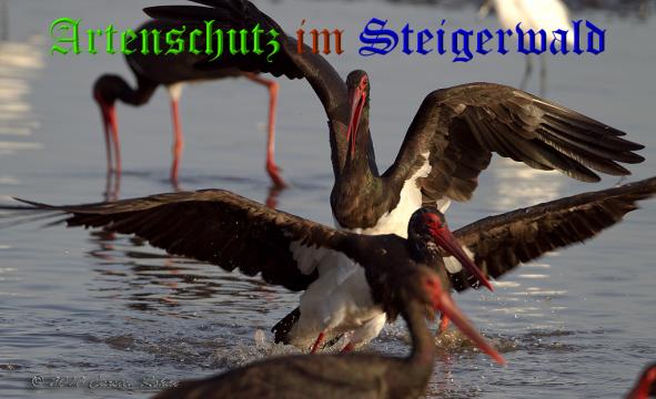 Copyright AiS - Carsten Rohde Bild zum Eintrag (32458-160)