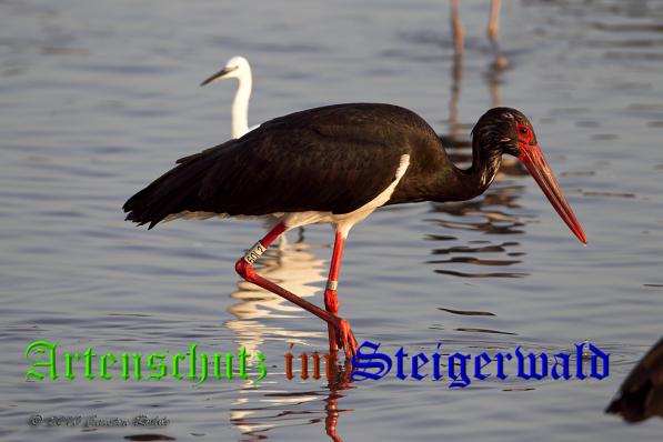 Copyright AiS - Carsten Rohde Bild zum Eintrag (32459-160)