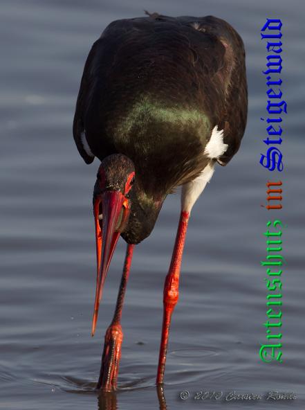 Copyright AiS - Carsten Rohde Bild zum Eintrag (32534-160)