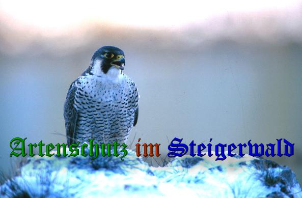 Copyright AiS - LBV Ulrich Lanz Bild zum Eintrag (32756-160)